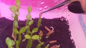 Очищаем сеянцы Адениума от шелухи и пленки