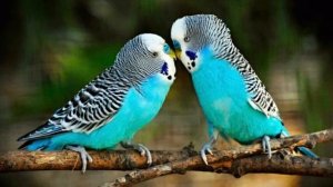 БОЛЕЗНИ У ВОЛНИСТЫХ ПОПУГАЕВ??/ЧАСТЬ 2/ ЖИДКИЙ ПОМЁТ.