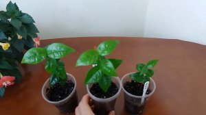 Суринамская вишня из семян.Питанга.