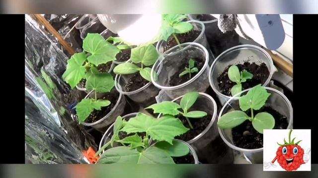 Как вырастить огурцы на подоконнике . Какие сорта выбрать ? смотреть онлайн