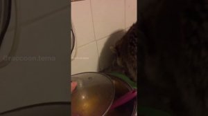 Енот ест суп из кастрюли