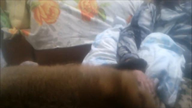 Rick the Fox is the Fluffiest Fox in the World смотреть онлайн