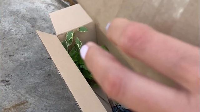 РЕКОМЕНДУЮ ! Росток отзывы питомник