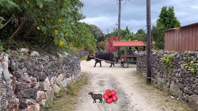 【VLOG】石垣島4泊5日/家族＆友達と旅行/ゆるすぎ子連れ旅 смотреть онлайн