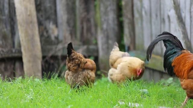 Домашняя птица...Куры и петухи... Детская веселая музыка смотреть онлайн