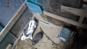 Разведение кроликов в яме.