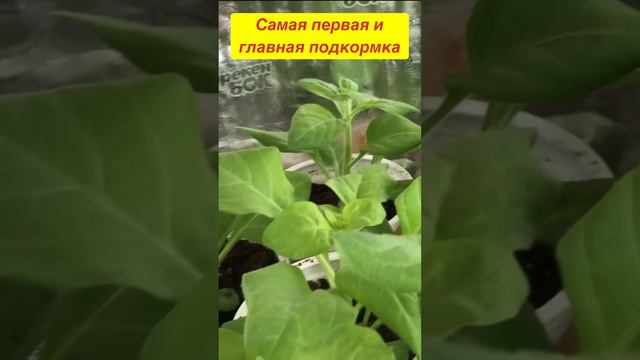 Самая первая и важная подкормка петунии, калибрахоа, эустомы