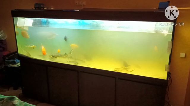 Осётр и стерлядь в аквариуме/Sturgeon and sterlet in the aquarium смотреть онлайн