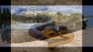 Самые крупные  и ядовитые змеи