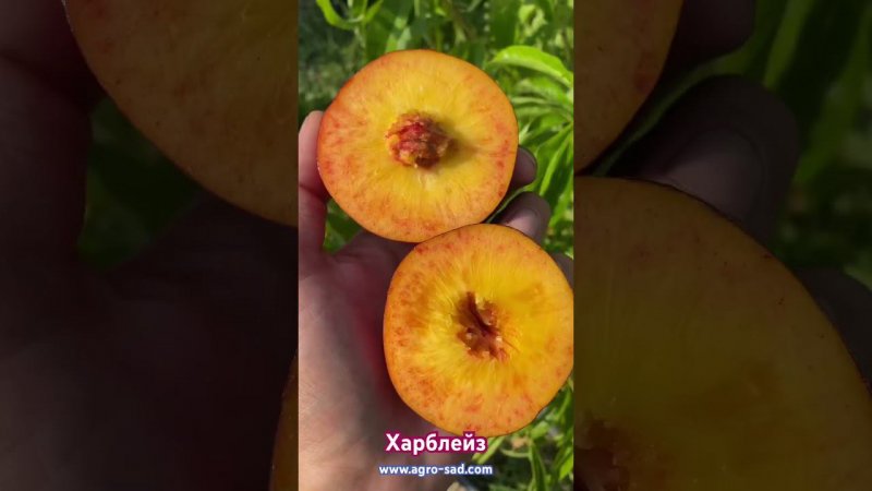 Нектарин Харблейз на Кубани