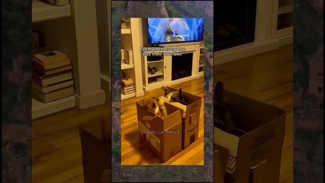 #вирусныевидео / Под маминой юбкой #юмор #приколы #смех #котики