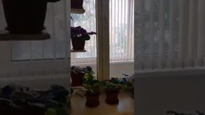 Видео о подставке для цветов на подоконник Элсея из Instagram