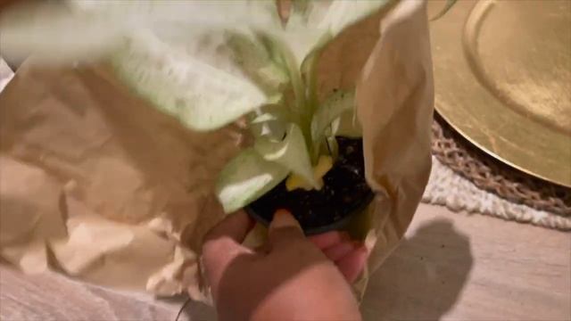AMAZON PLANT UNBOXING  WISHLIST PLANT  DIEFFENBACHIA CAMOUFLAGE  ROOTED