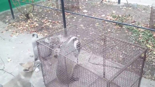 Щенки западно-сибирской лайки 3 месяца