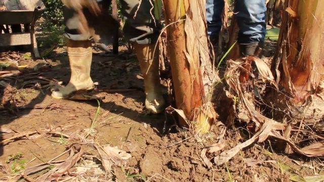 Consejos para aprovechar al máximo la tierra de tu granja o rancho | Granja San Lucas смотреть онлайн