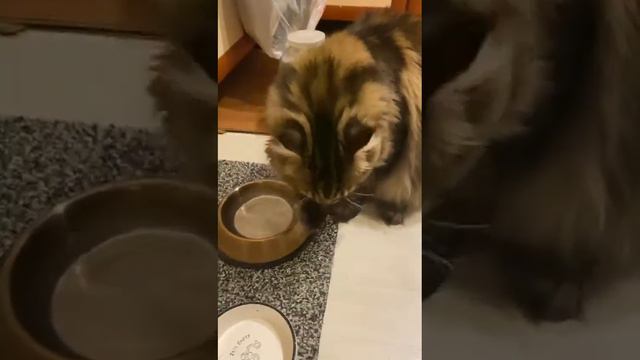 Наш кот по-другому не пьёт! смотреть онлайн