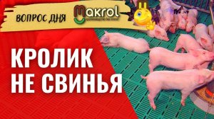⁉Можно ли поставить пластиковые полы из свинарника в крольчатник  #Макляк #МАКРОЛ