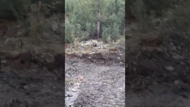 Кормление дикого медведя смотреть онлайн