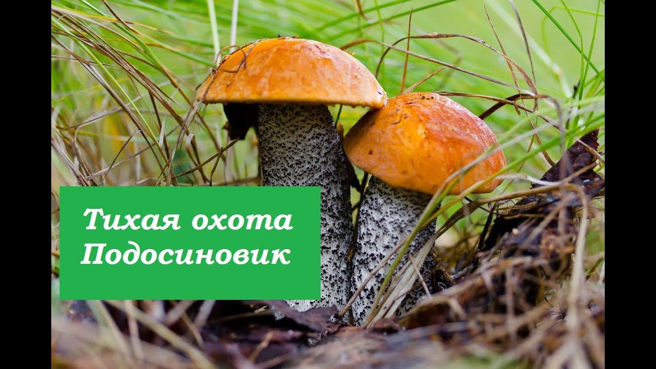 Осенние грибы.Подосиновики.Начало осеннего слоя. смотреть онлайн