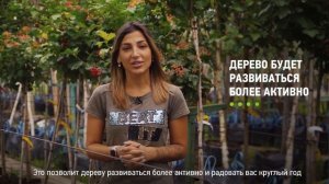 Как посадить калину? Как правильно посадить калину на садовом участке?