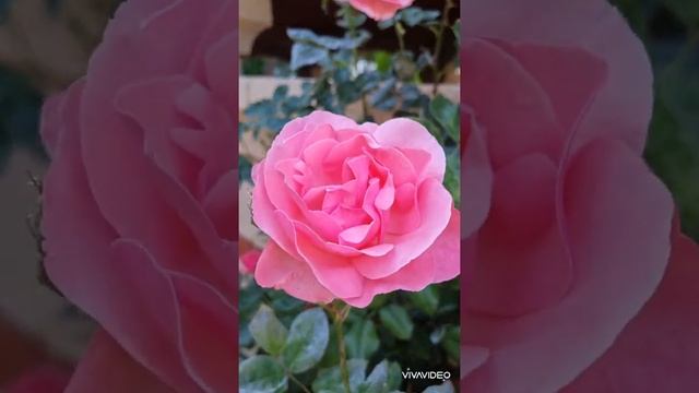 Стрелиция королевская.Розы. Текома прямостоячая. #цветы#розы#текомапрямостоячая#стрелициякоролевска смотреть онлайн