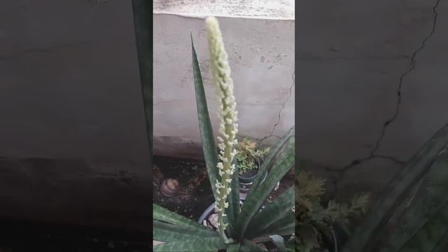 The Flower of Snake Plant