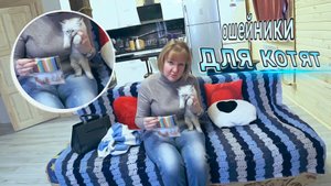 Сибирские Невские Маскарадные Кошки - Ошейники для котят ?