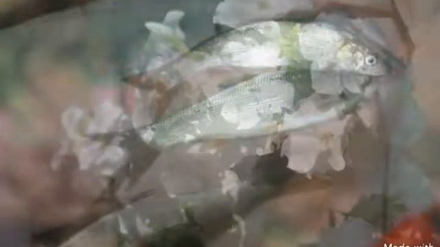 Ливадия.Приморье.СЕНТЯБРЬ 2017.РЫБАЛКА.ЖИВОТНЫЙ МИР ПРИМОРЬЯ смотреть онлайн