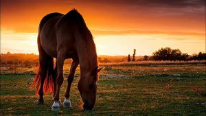 ИНТЕРЕСНЫЕ ФАКТЫ О ЛОШАДЯХ 🐎