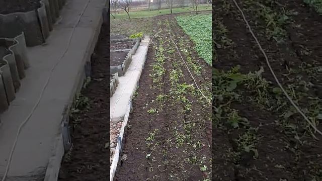 Маленький недостаток культиватора Лоплош.