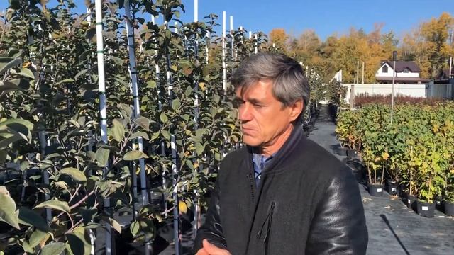 Как правильно выбрать саженец плодовых культур?