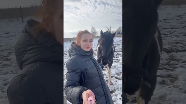 Моя Пегая лошадь #horse