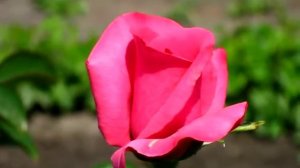 РОЗА ЛАНКОМЕ 031