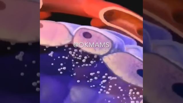 Как вырабатывается грудное молоко по стадиям.