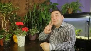 Пеларгония. Чем подкармливать чтобы цвела [И ЭТО НЕ ЙОД!]