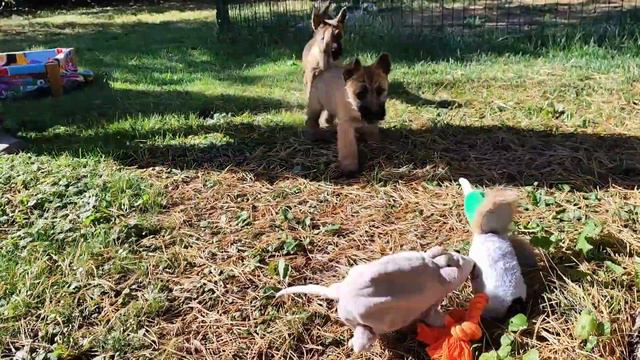 Щенки керн терьера ❤💜 Возраст 3 месяца ♀♀. Питомник Little Beast смотреть онлайн