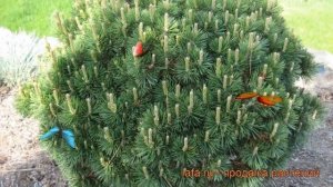 Сосна горная Гном (pinus mugo gnom) ? горная сосна Гном обзор: как сажать, саженцы сосны Гном