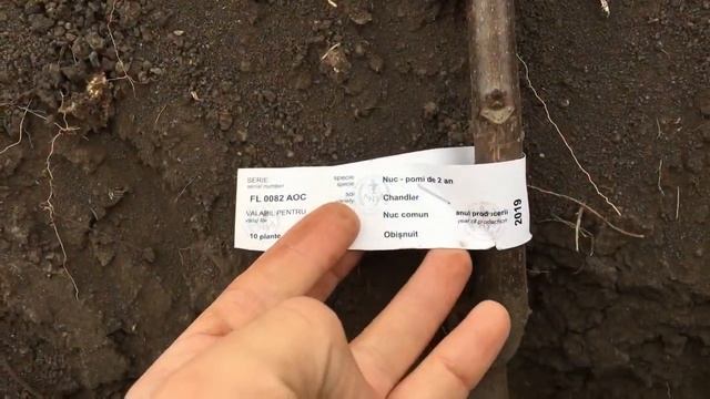 Сад грецкого ореха. Сорт ЧАНДЛЕР, ФРАНКЕТ, КОЧЕРЖЕНКО. Сеянцы и привитые. Украина 9х6