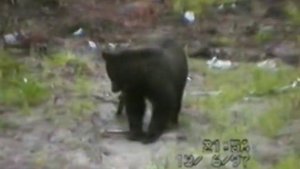 На медведя я друзья