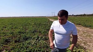 Осенняя Розсада клубники Копанка . Клери, Мальвина, Кабрилло, Джоли, Альба.