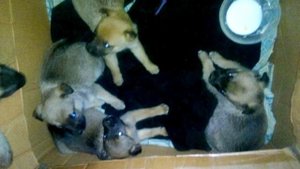 Хозяева посадили собаку на цепь и забыли про нее, а рядом бегали щенки!