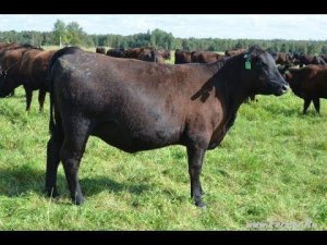 КФХ Александра Москвина. Достоинства Абердин-Ангусской породы.