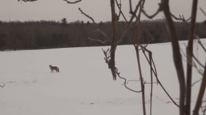 2011 Coyote Hunting with Predator Quest Ruffidawg JR call