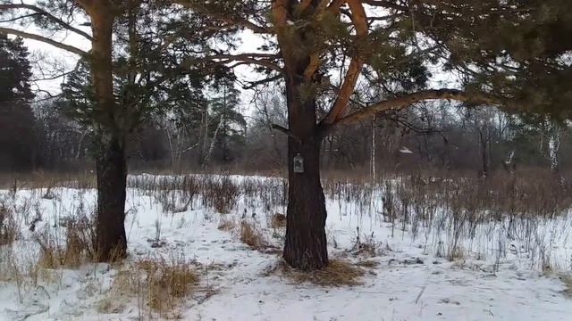 Лыжная прогулка по парку «Водный» Новокузнецк.