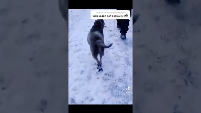 Классные собаки 🐕 🤣🤣🤣