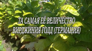 ТАБАК - ВИРДЖИНИЯ ГОЛД (ГЕРМАНИЯ).