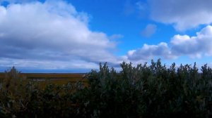 Охота на гуся в НАО с Батей осень 2017  Goose hunting