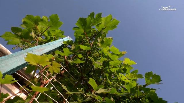 Полезные свойства дачных растений. Удачные заметки смотреть онлайн