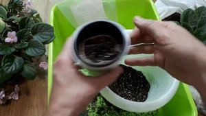 Вынужденная пересадка узамбарской фиалки. Как сделать фитильный полив видео