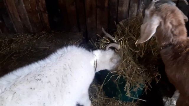 Вши у коз! смотреть онлайн